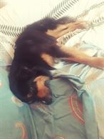 Pensione Per Cani Casalinga