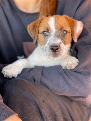 Jack russell terrier, genitori visibili - Foto 2
