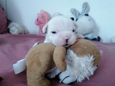 Cuccioli di Bouledogue Francese - Foto 3