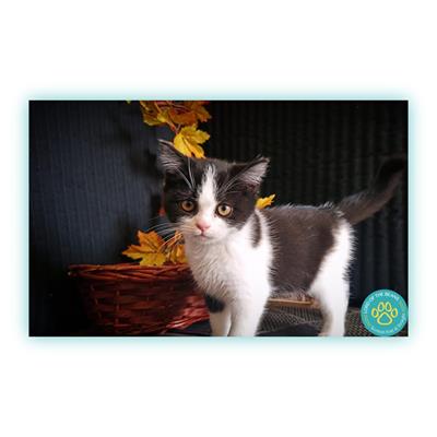 Scottish fold e straight nord Italia - Anteprima 1