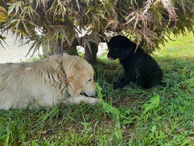 Cuccioli di golden