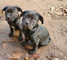 Cuccioli di corso - Genitori visibili