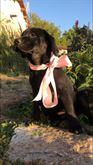 Magnifici cuccioli Labrador Retriever