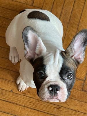 A Roma cuccioli Bulldog Francese