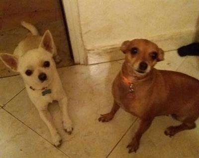 Cucciolo chihuahua