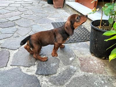 Vendita cuccioli cane da caccia - Foto 4