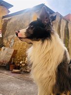 Cerco femmina per Border collie blue merle