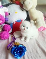 Foto 6 Cuccioli gattini persiani con pedigree