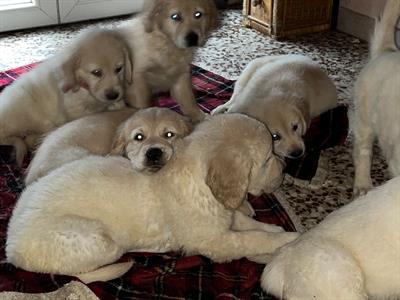 Cuccioli di Golden Retrievers