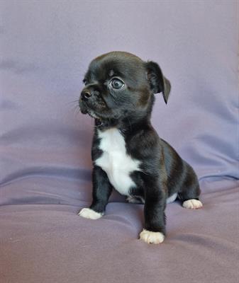 Chihuahua femminucce da amare