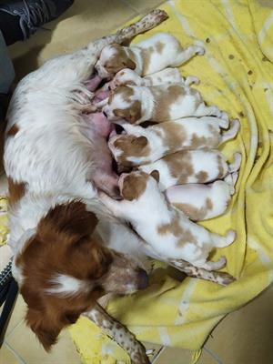 Cuccioli di Epagneul Breton