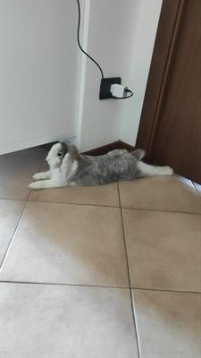 Coniglio Ariete - Foto 4