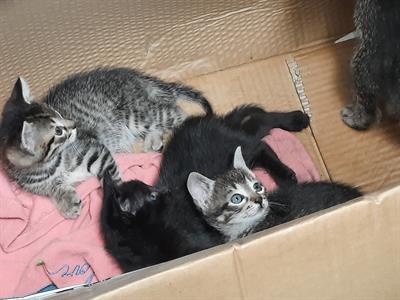 Regalo gattini soriani