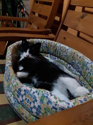 GATTO MASCHIO COME FELIX DELLA PUBBLICITÀ