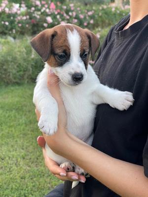 Jack russell terrier, genitori visibili - Foto 3