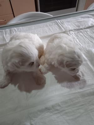 Cuccioli di maltipoo
