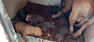 Red nose pitbulls cuccioli.