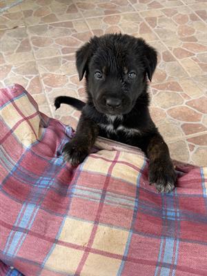 3 cuccioli di cane corso e pastore tedesco