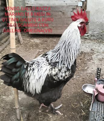 Gallo Gallina