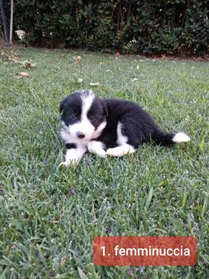 Cuccioli di Border Collie
