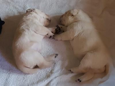 Cuccioli Razza Labrador, color miele - Foto 4