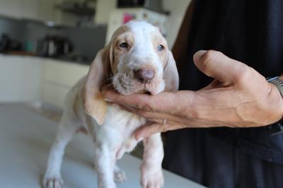 Cucciola bracco italiano con pedigree