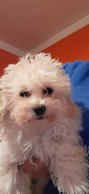Meravigliosi cuccioli Razza Barboncino toy italiani e un MINI toy - Foto 3