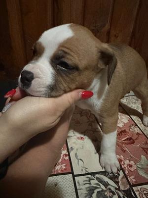 Cuccioli Pitbull