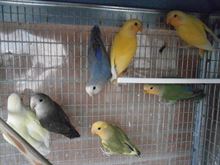 Pappagallini Inseparabili (Agapornis Roseicollis)