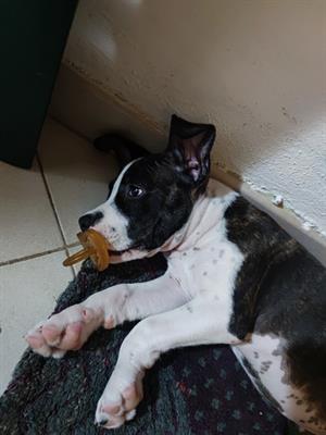 Amstaff - cucciola di due mesi socievole e