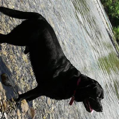 Regalo labrador di anni 7 sverminato