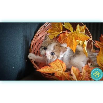 Scottish fold e straight nord Italia - Foto 6