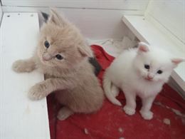 Cuccioli Maine Coon