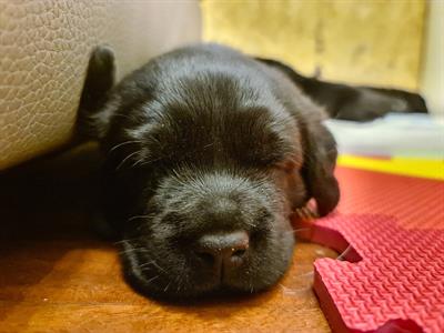 Cuccioli Razza Labrador Nero e Choco con pedigree, color marrone - Foto 6
