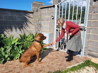 Cuccioli di Rhodesian Ridgeback