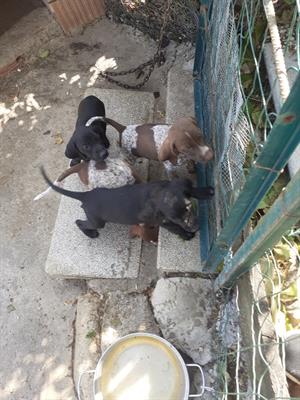 Bracco pointer