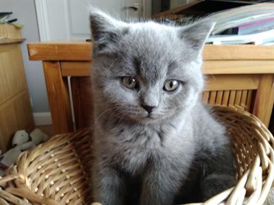 Gattini British shorthair blue