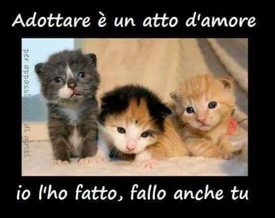 Belli e dolci, gattini di 35 giorni Europeo