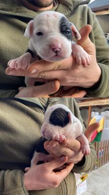 Cuccioli Pitbull amstaff blue