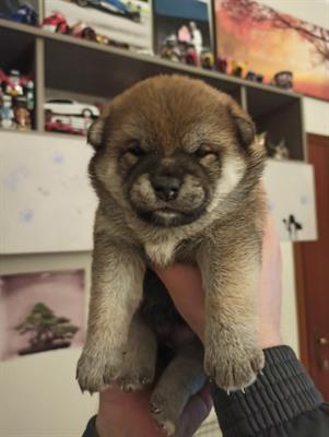 Shiba inu