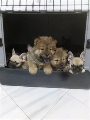 Cuccioli choui chou