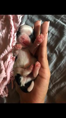 Cuccioli Shihtzu