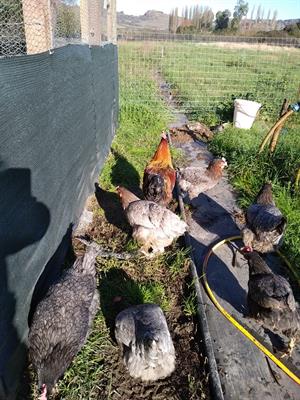 U.o.va fertili e pulcini di Marans nero ramato