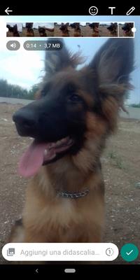 Cane femmina 4 mesi