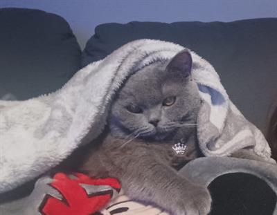 Accoppiamento british shorthair - Foto 2