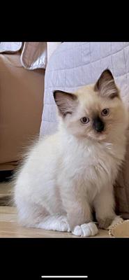 Cucciolo di Ragdoll con pedigree Anfi