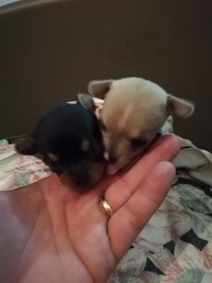 Cuccioli di Razza chihuahua chiwawa ciwawa ciuaua toy - Foto 4