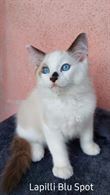 Cucciolo Ragdoll