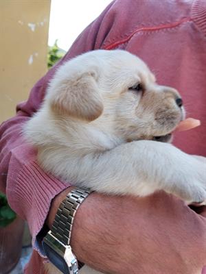 Cuccioli Razza Labrador, color miele - Anteprima 1