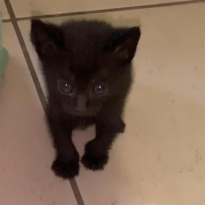Gatto nero in vendita - Foto 3